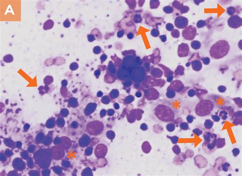 Small Animal Lymph Node Cytology