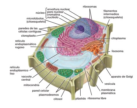 La Celula Y Sus Organelos Fisiologia Basica Images