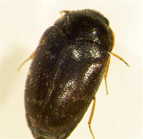 Black Carpet Beetle Genus Attagenus Attagenus Bugguidenet