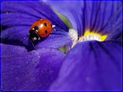 Ladybug In Blue Wp By Webcruiser On Deviantart