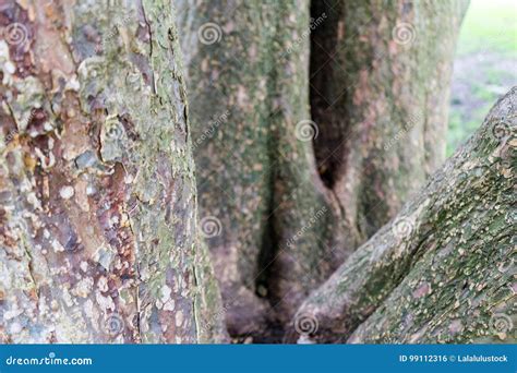 Tree Trunk Close Up View Old Tree With Bark Stock Photo Image Of