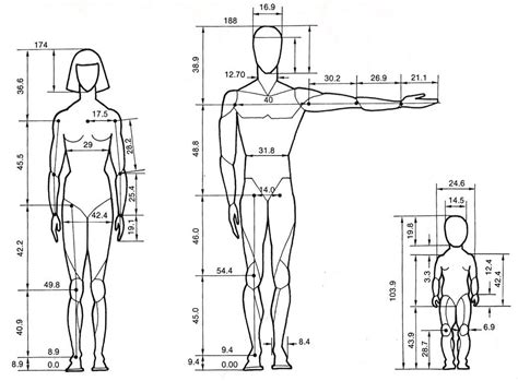 Human Figure Drawing Measurements ~ Scale Anthropometry Human