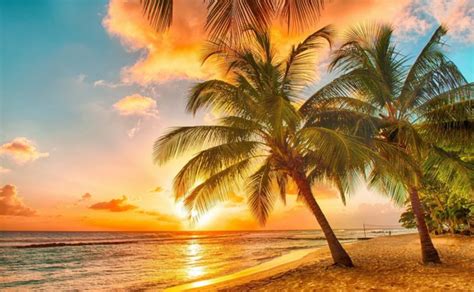 Beach Palm Trees Tropical Sunset Wallpapers Hd Desktop And Mobile