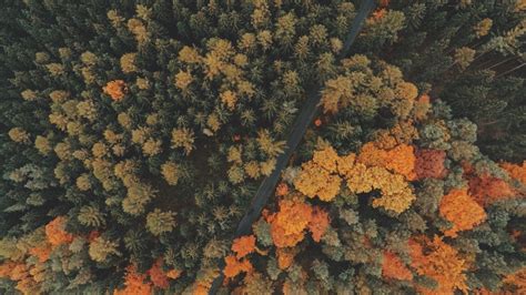 Nature Trees Forest Road Fall Landscape Aerial View Wallpapers Hd