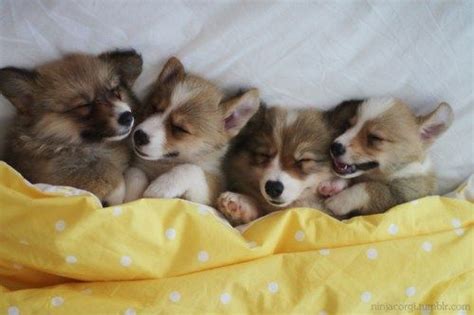 Our corgi sleeping with a corgi blanket. 367 best Corgi Puppies! images on Pinterest