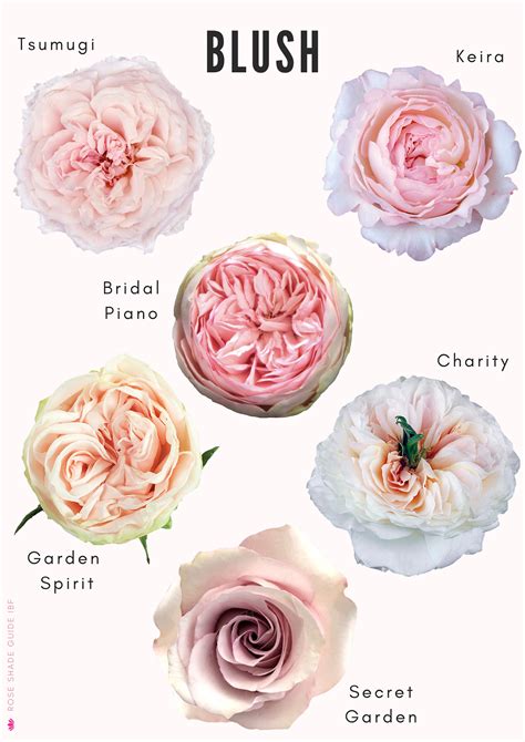 Rose Color Shades And Substitutes Rose Varieties Types Of Roses Rose