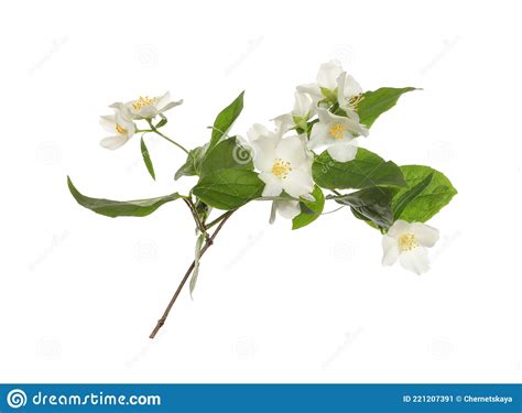 Branch Of Beautiful Jasmine Plant On White Background Stock Image