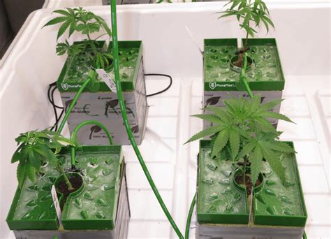 Hydroponic Weed Growing A Beginners Guide I49 Usa