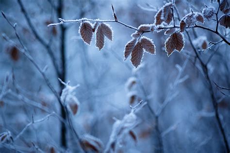 Trees Landscape Nature Grass Snow Winter Branch Ice Seasons