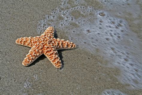 Starfish On The Beach Free Photo Download Freeimages