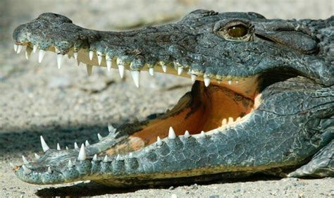 Mutige Passanten fangen es ein: Krokodil stört Berufsverkehr - n-tv.de