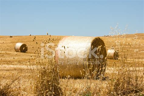 Hay Bale Scenery Stock Photo Royalty Free Freeimages