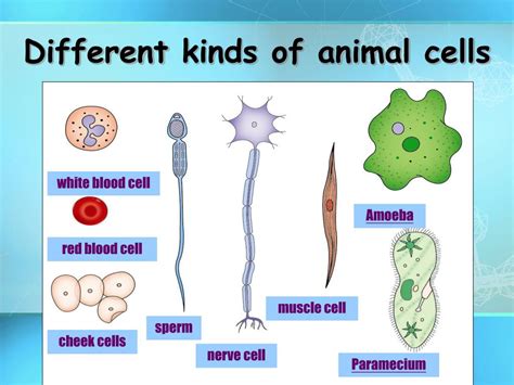 Maybe you would like to learn more about one of these? PPT - Basic Structure of a Cell PowerPoint Presentation ...