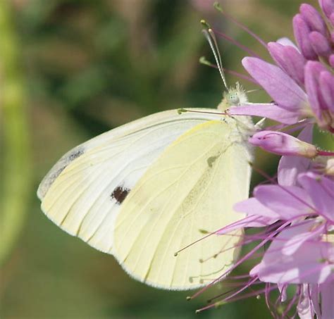 Pale Whiteyellow Butterfly Pieris Rapae Bugguidenet