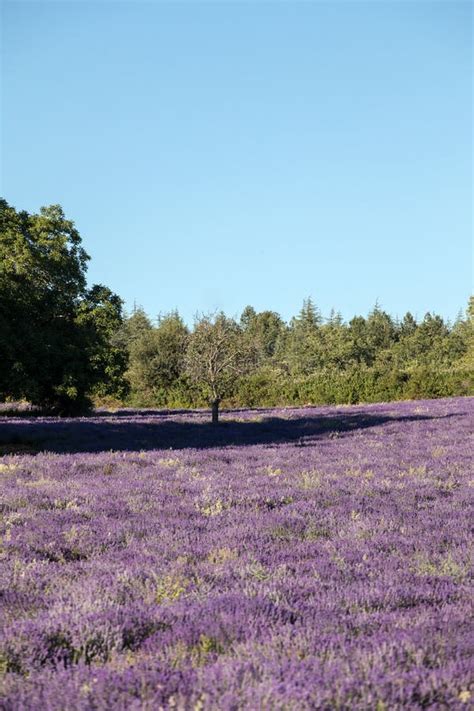 Lavender Field Near Sault In Provence Stock Image Image Of