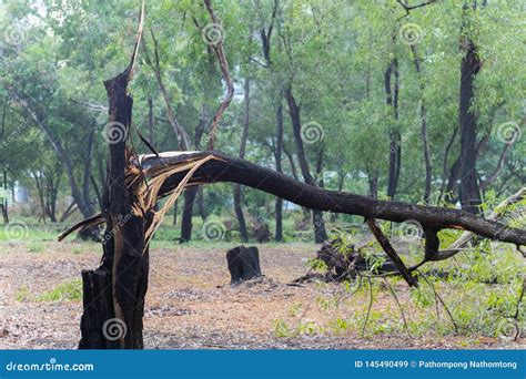 Broken Tree Fall Down After Heavy Storm Stock Image Image Of Outdoors