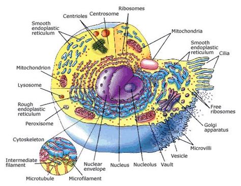 Get the new album 'hurts 2b human' ft. cross section of eukaryotic cell | Biology Projects ...