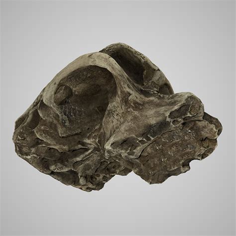 Human Skulls Australopithecus Africanus 3d Model Turbosquid 1329776