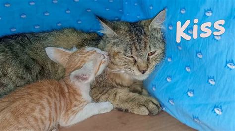 Tiny Kitten Got Jealous Because Adopted Kitten Is Kissing His Mom Cat Mother Cat And Kittens