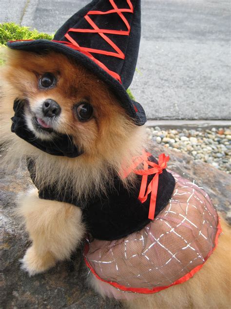 Pomeranian Dressed Up In Witch Costume Pet Halloween Costumes Dog