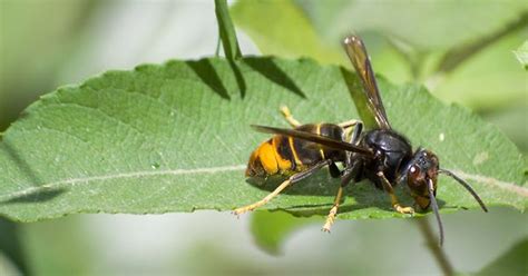 Maybe you would like to learn more about one of these? Erster Nestfund der asiatischen Hornisse