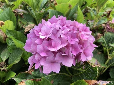 Each flower is presented with information about: Amazing Meaning and Symbolism of Hydrangea Flower | Florgeous