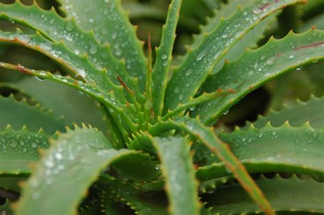 How do you make aloe vera or cactus juice? 21 Health Benefits & Uses of Sabja Seeds (Tukmaria - Basil ...
