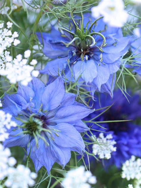 In A Vase On Tuesday British Flowers Week Peonies And Posies