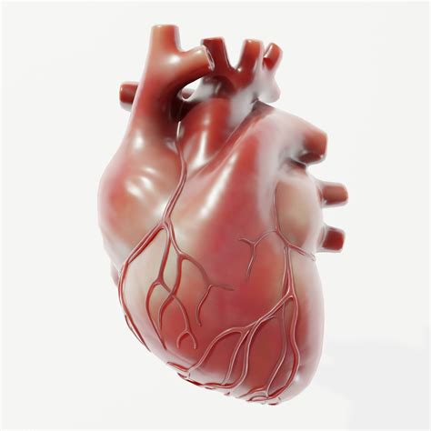 3d Model Human Heart Vr Ar Low Poly Cgtrader