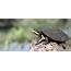 Help Save The Manning River Helmeted Turtle  Australian Geographic