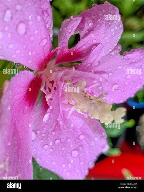 Mauve Hibiscus Pink Purple Flower Covered In Water Droplets Sun