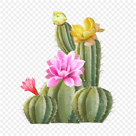 Blooming Cactus Clipart Transparent Background Watercolor Cactus