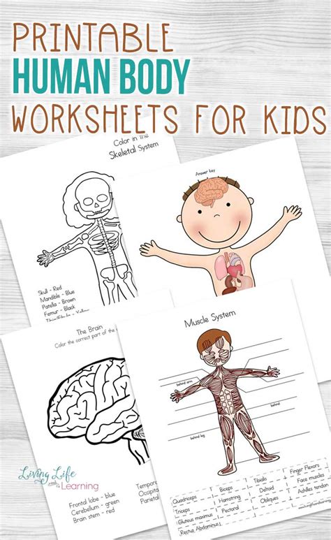 Explore The Wonders Of The Human Body With Fun Worksheets For Kids