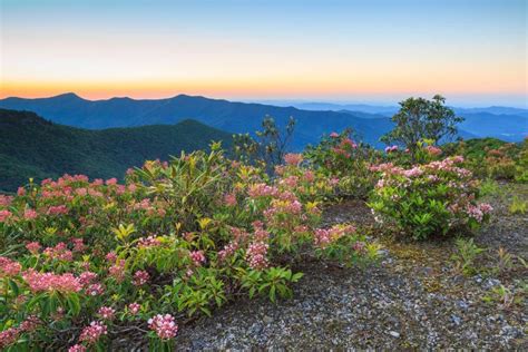 Nord Carolina Blue Ridge Mountain Laurel Stockbild Bild Von Betriebe