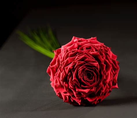 Extraordinary And Beautiful Extended Red Rose