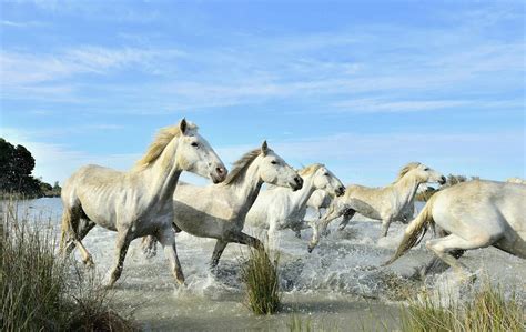 Meet The Camargue Horse One Of The Oldest Breeds In The World