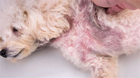 Black Spots On Dog Due To Yeast Infections
