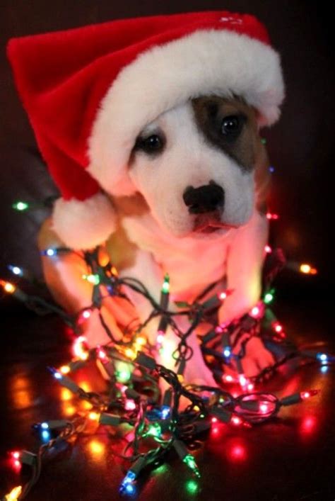 Cute Christmas Picture Animal I Should Do This With My
