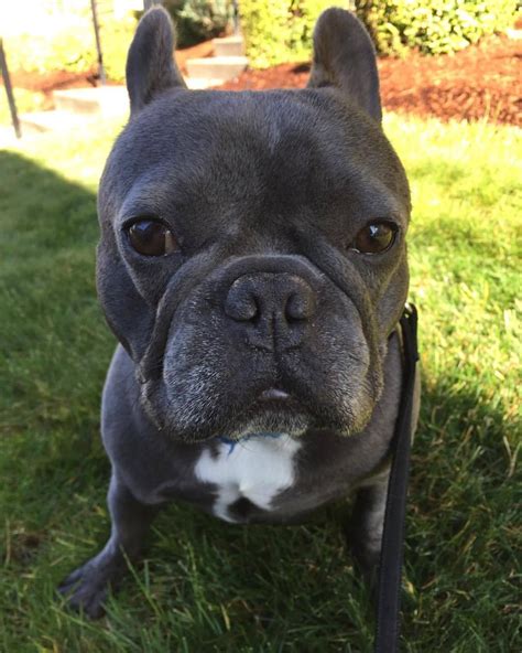 The victorian bulldog was bred to recreate the appearance of the bulldog breed from the early 19th century, so it. No! #nope #frenchbulldogsofinstagram #frenchieoftheday #frenchbulldog #frenchie #oregon (at ...