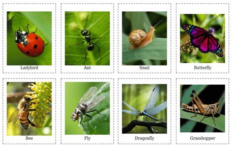 Insect Flashcards Worksheets 99worksheets