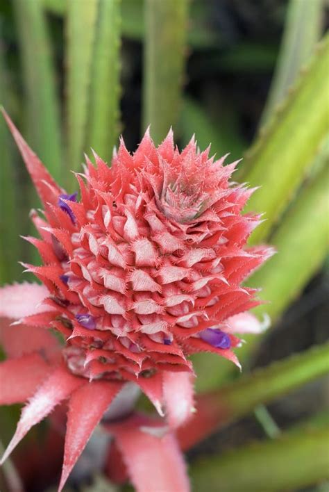 Bromeliad Pineapple Flowering Stock Photo Image 69692277