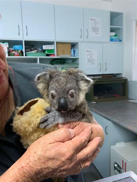 Dog Saves A Koala Joey From The Bushfires And She Makes A Stunning