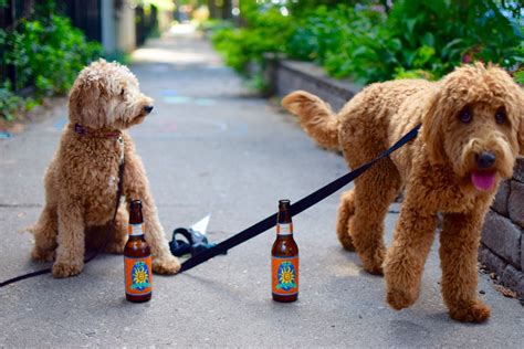 How much do goldendoodles shed. Is Your Mini Goldendoodle BIG? What's Going On ...