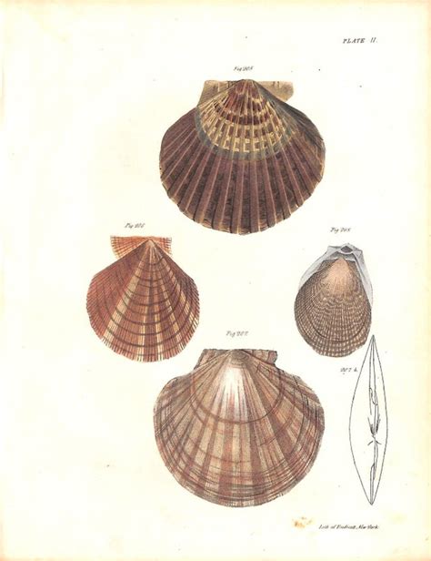 Shells Conchology
