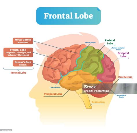 Frontal Lobe Vector Illustration Labeled Diagram With Brain Part