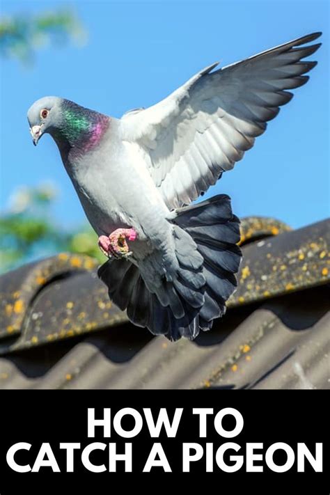 How To Catch A Pigeon In Your Backyard Effortlessly 2024 Own The
