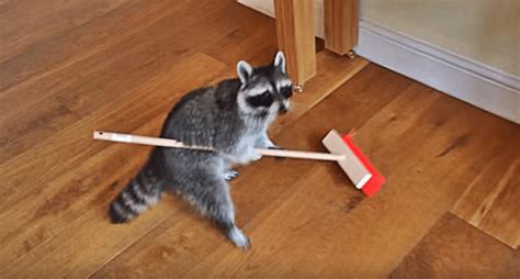 Raccoon Will Clean Your House For Treats Video With Images