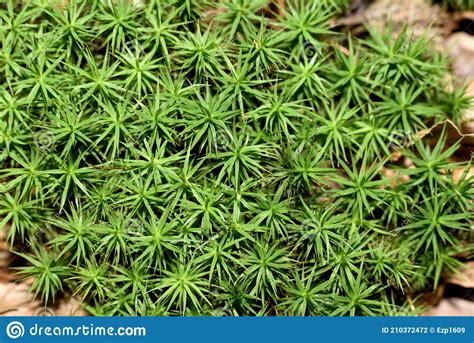 Green Moss Polytrichum Stock Photo Image Of Botany 210372472