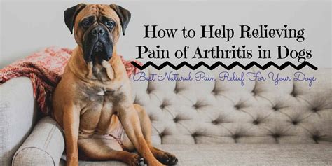 How To Help Relieving Pain Of Arthritis In Dogs