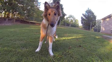 Rough Collie Lexi Playing At 5 Months Old Youtube